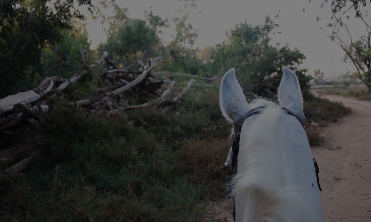 Horse Riding